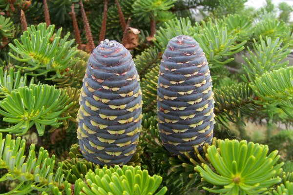 Кракен сайт даркнет зеркало