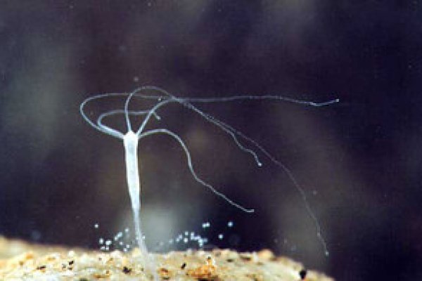 Как зайти в кракен торе